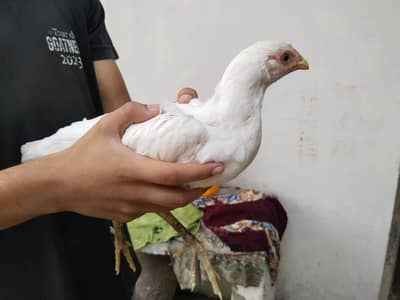 Aseel Heera Chick 4 months Age