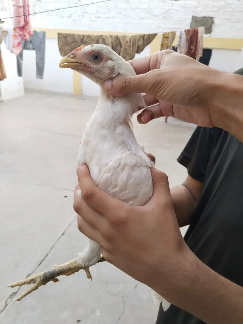 Aseel Heera Chick 4 months Age — photo 2