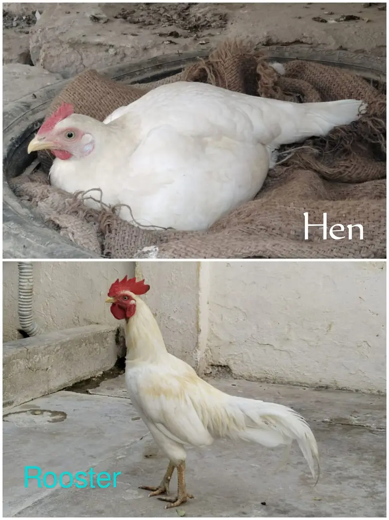 Aseel Heera Chick 4 months Age — photo 3