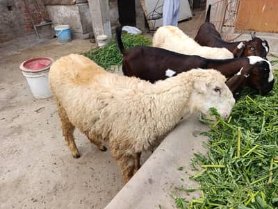 female sheep healthy and full active