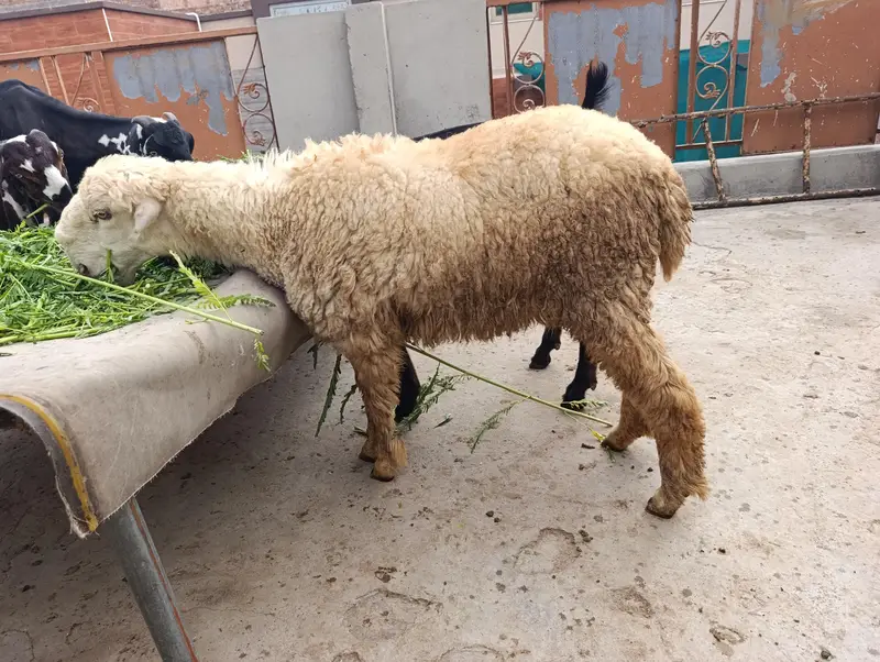 female sheep healthy and full active — photo 2