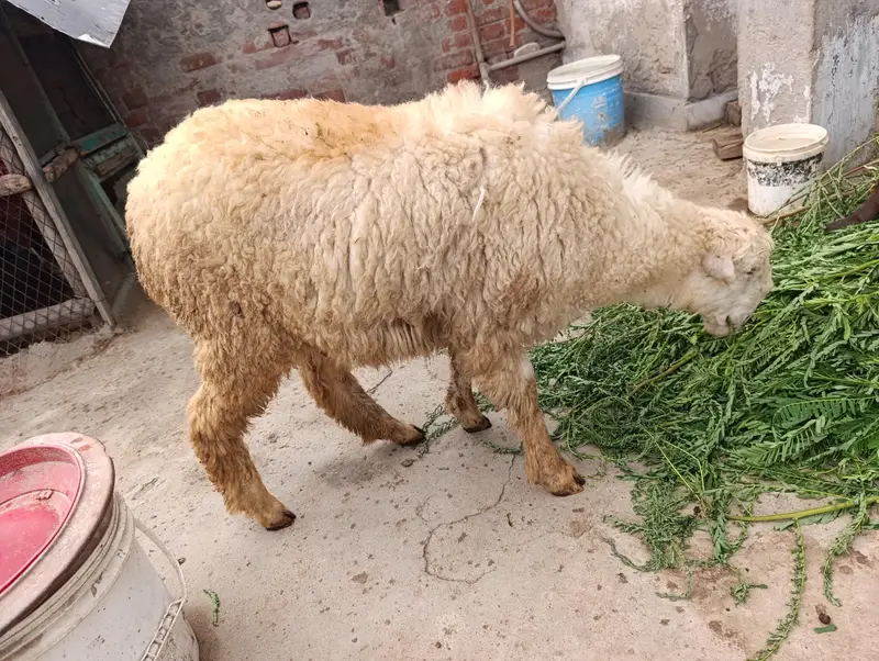 female sheep healthy and full active — photo 3
