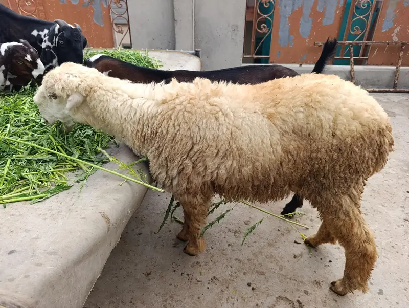 female sheep healthy and full active — photo 4