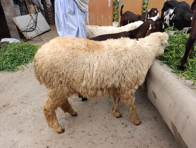 female sheep healthy and full active — photo 5