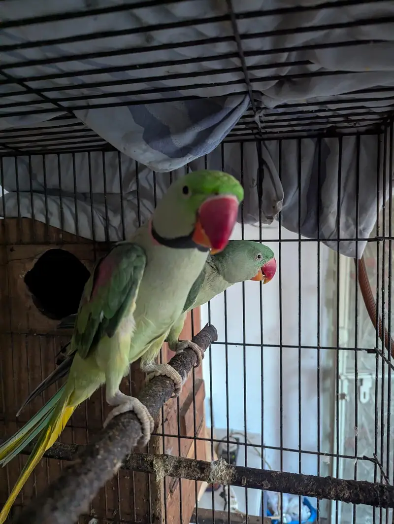 parrot for sale in Lahore — photo 2