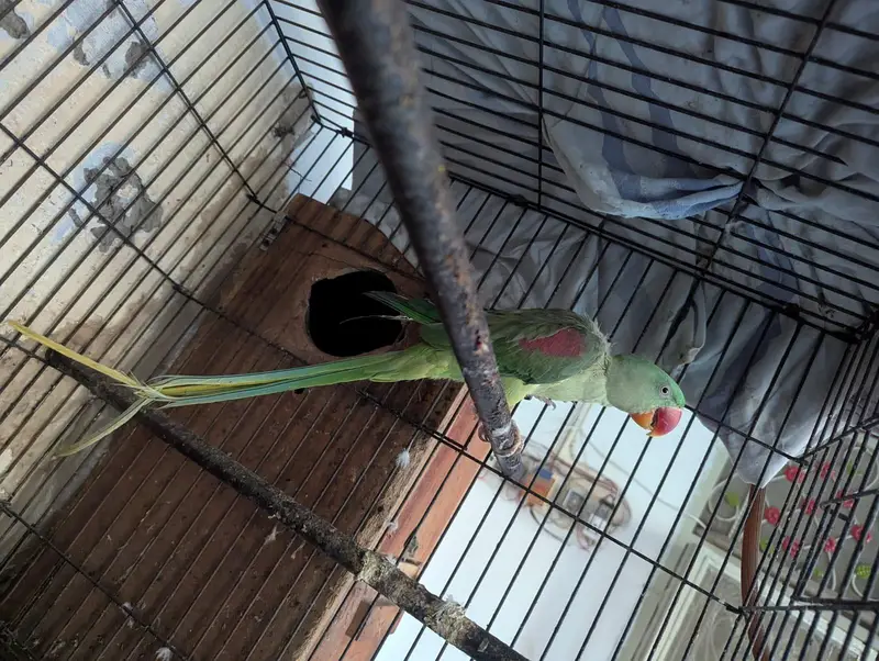parrot for sale in Lahore — photo 3