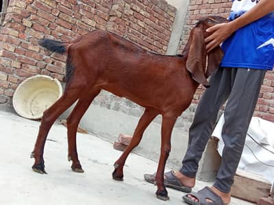1 سال کی صحت مند بکری فروخت کے لیے — Rs. 110,000