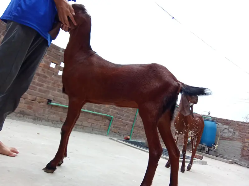 1 year Healthy Goat — Rs. 110,000 — photo 2