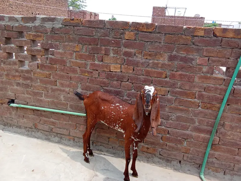 1 year Healthy Goat — Rs. 110,000 — photo 3