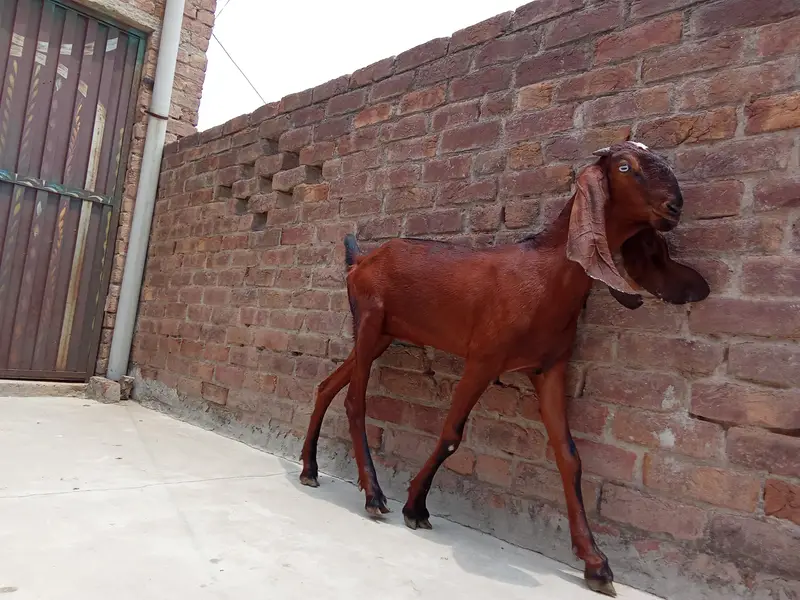 1 year Healthy Goat — Rs. 110,000 — photo 4