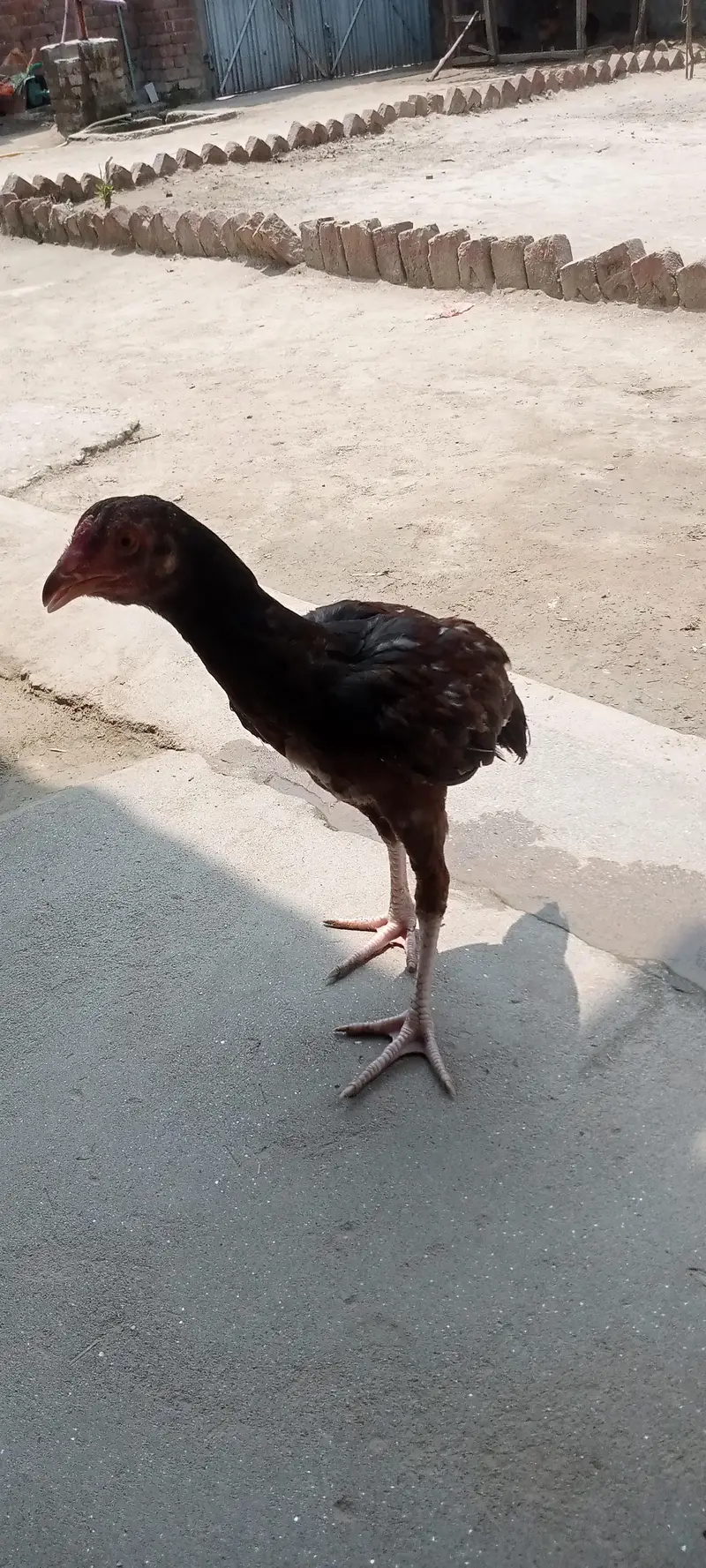 mashallah healthy aur aseel morha ha Rang brown age taqeeban 6mont — photo 3