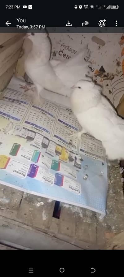 fantail laka