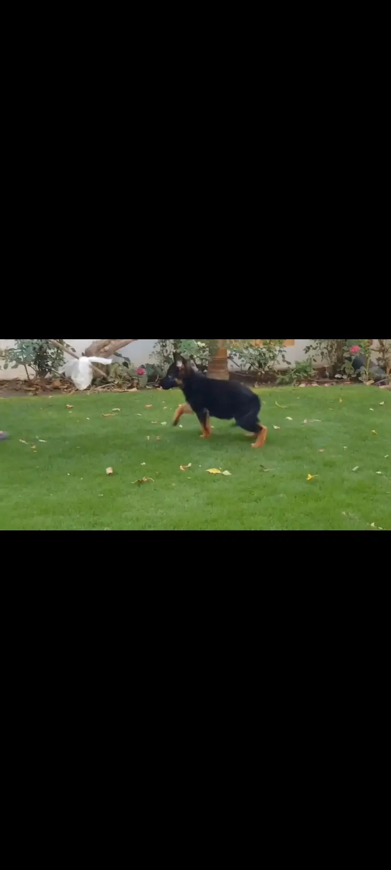 pedigree fimale — photo 3