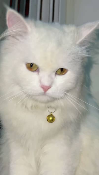 Persian cat Female age 10 month