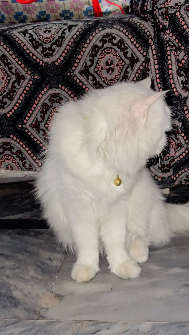 Persian cat Female age 10 month — photo 2