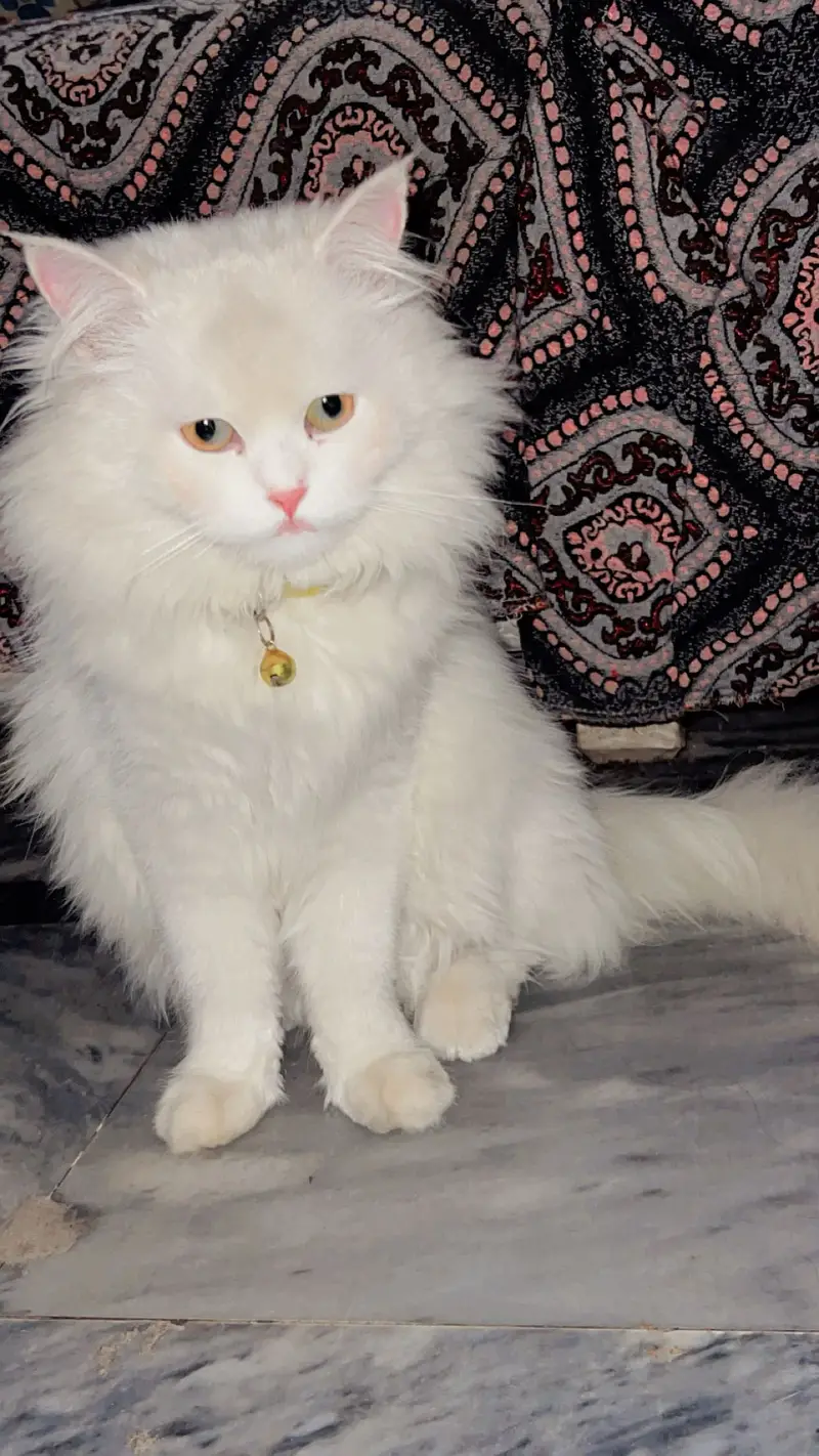 Persian cat Female age 10 month — photo 3