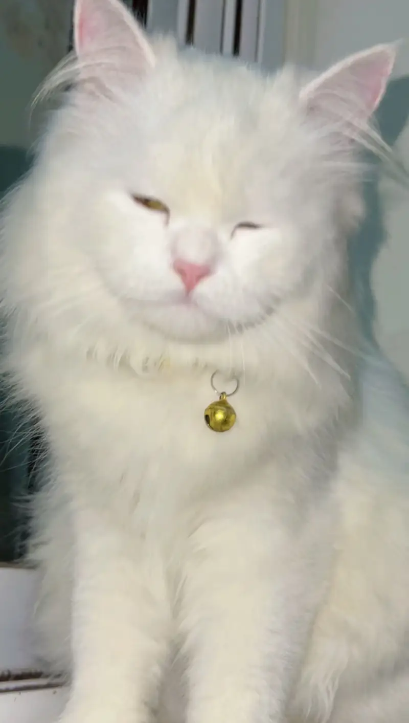 Persian cat Female age 10 month — photo 4
