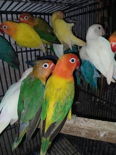 Love brids breeder pear available