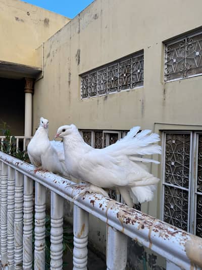 Lucky Pigeons pair for sale