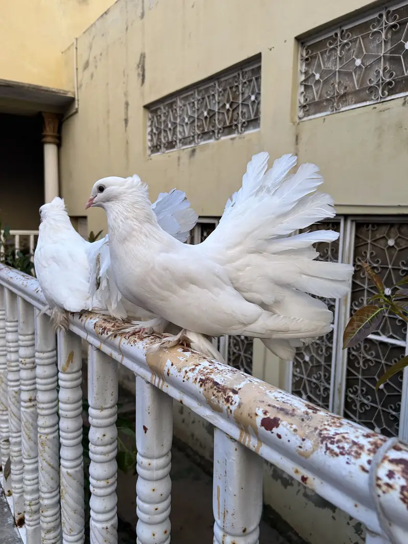Lucky Pigeons pair for sale — photo 2