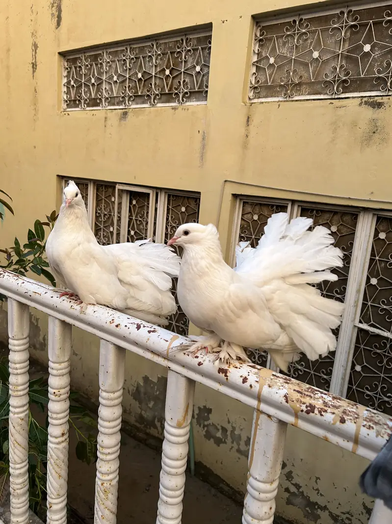 Lucky Pigeons pair for sale — photo 3