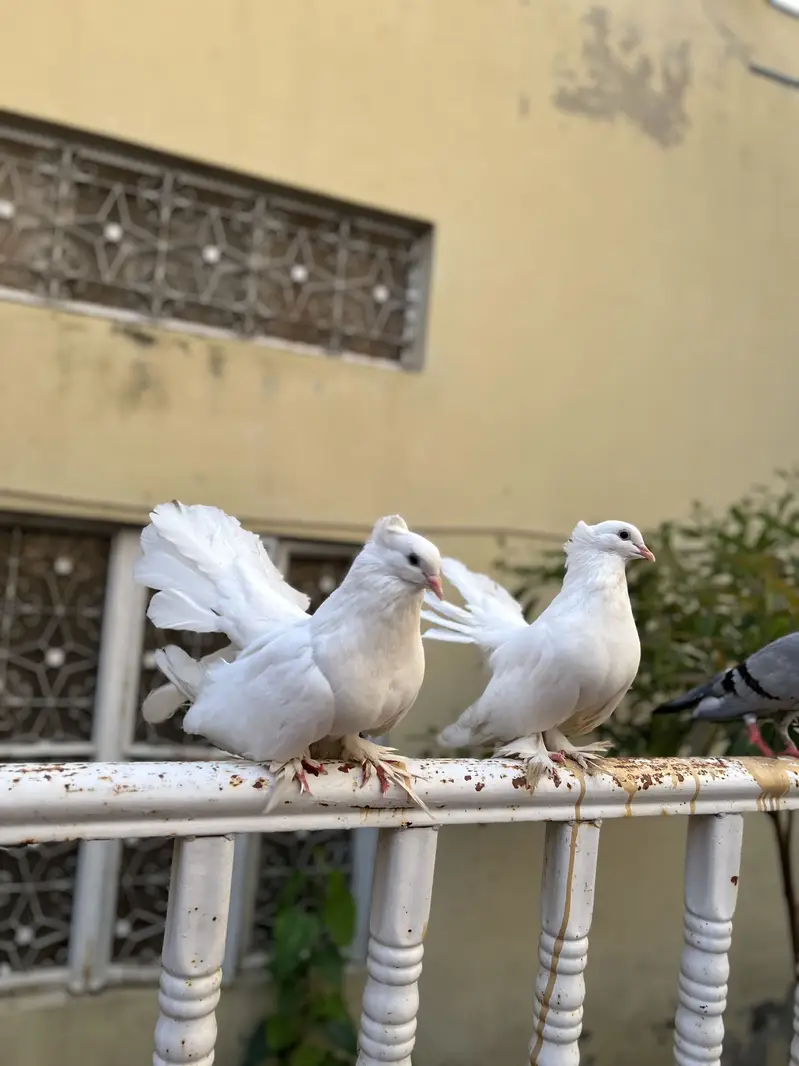 Lucky Pigeons pair for sale — photo 4