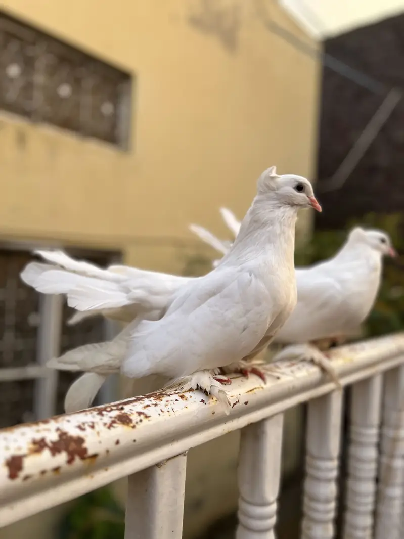 Lucky Pigeons pair for sale — photo 5