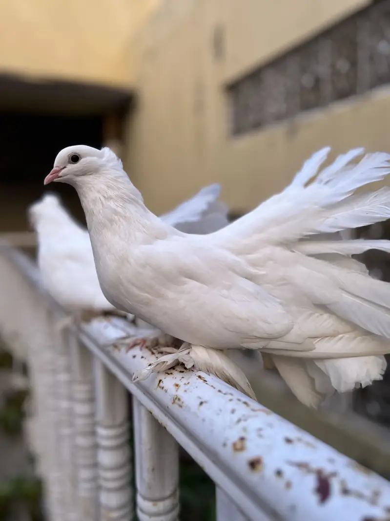 Lucky Pigeons pair for sale — photo 6