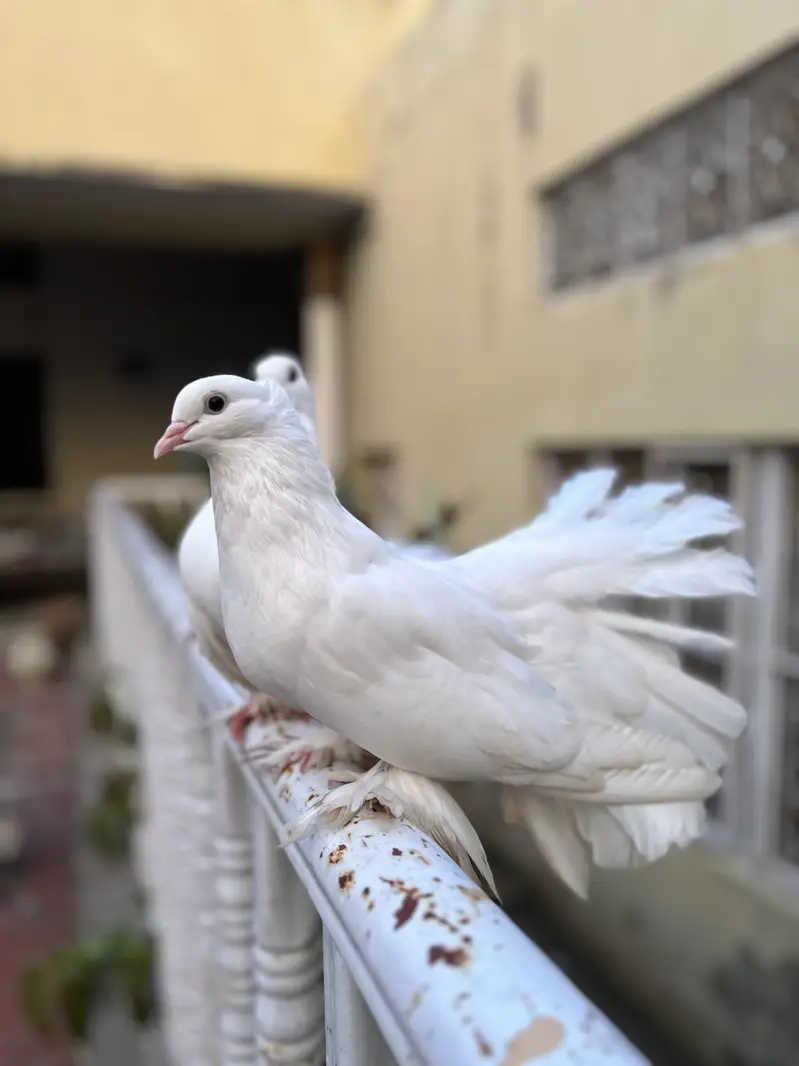 Lucky Pigeons pair for sale — photo 7