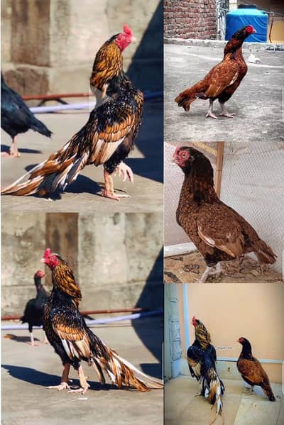 100% Breeder Quality Chicks Forsale . | Read full Description