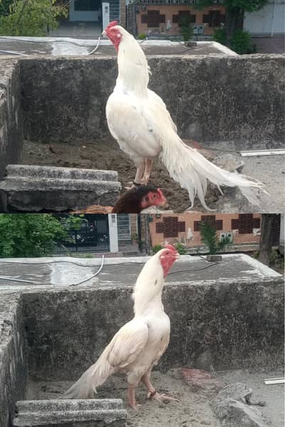 100% Quality breeders Chicks Forsale . | Read full Description