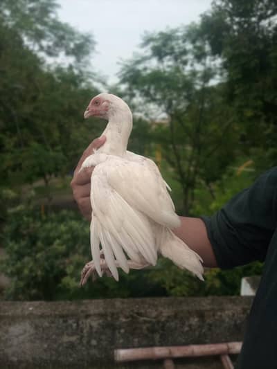 100% Quality breeders Chicks Forsale . | Read full Description