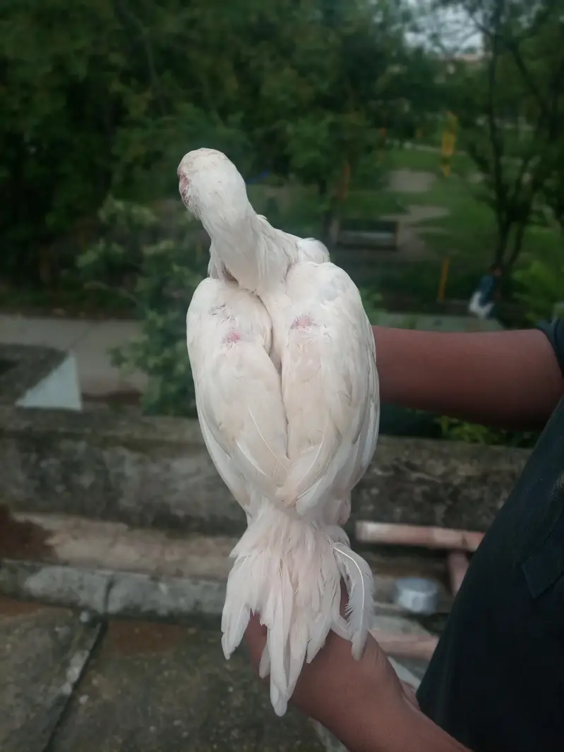 100% Breeder Quality Chicks Forsale . | Read full Description — photo 6