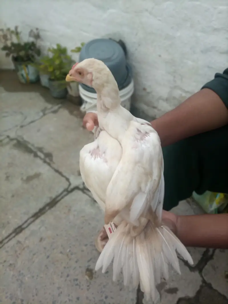 100% Breeder Quality Chicks Forsale . | Read full Description — photo 7