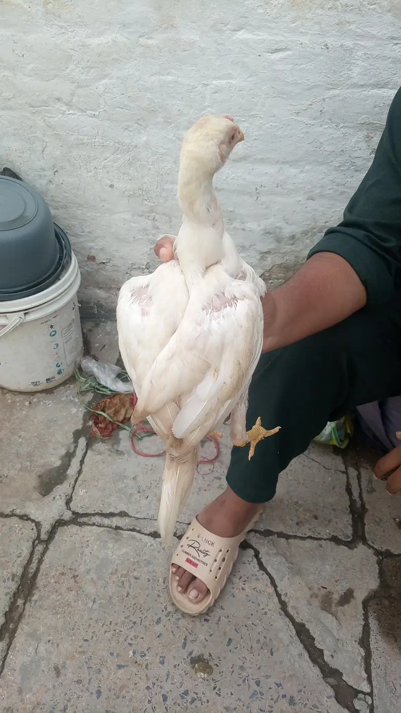 100% Breeder Quality Chicks Forsale . | Read full Description — photo 8