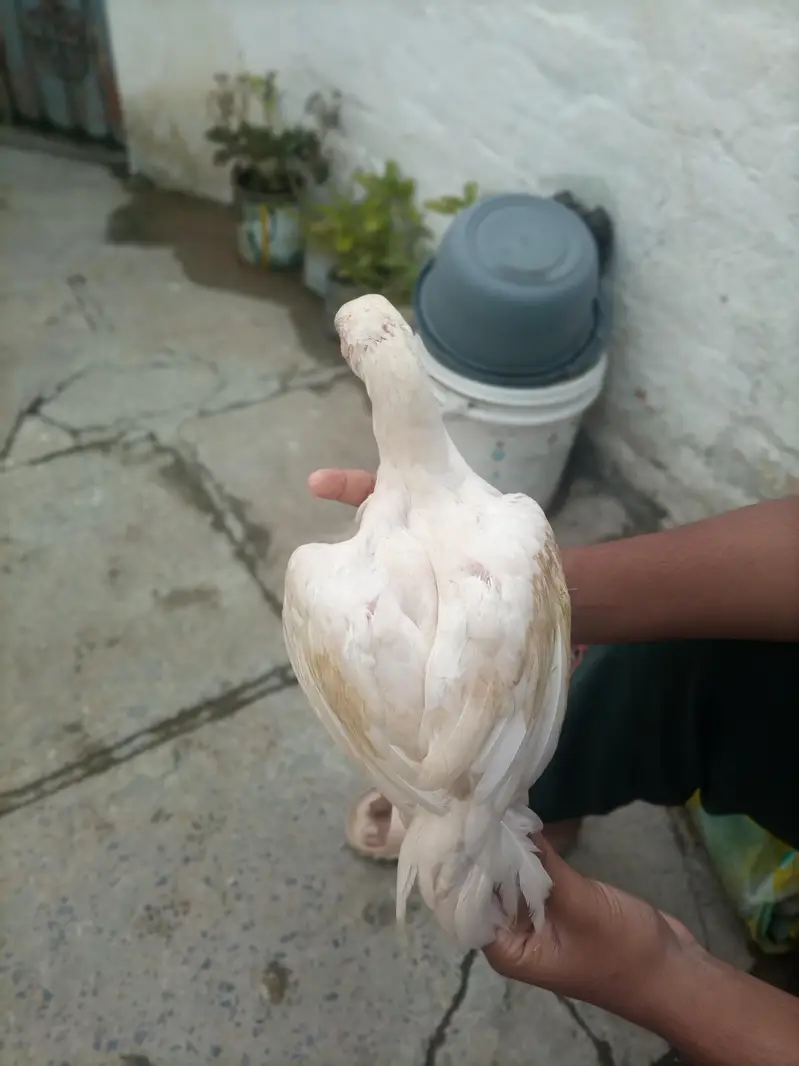 100% Breeder Quality Chicks Forsale . | Read full Description — photo 10