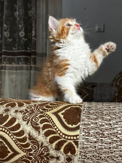 pure Persian kittens