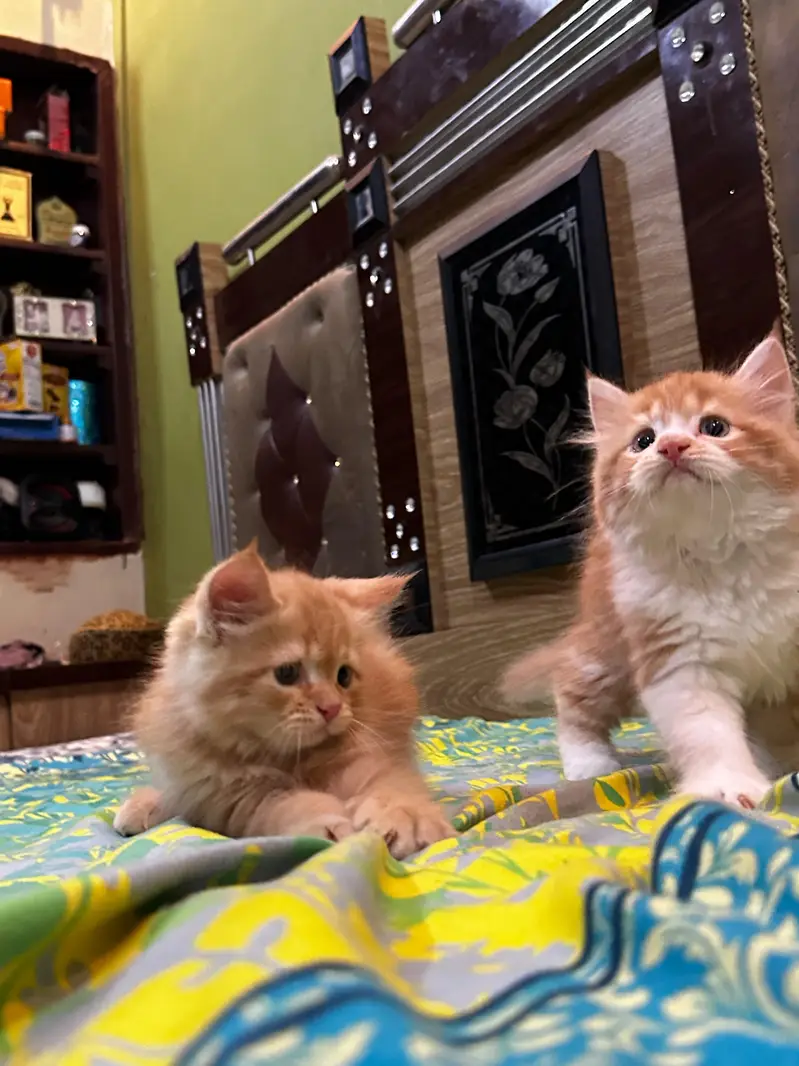 pure Persian kittens — photo 2