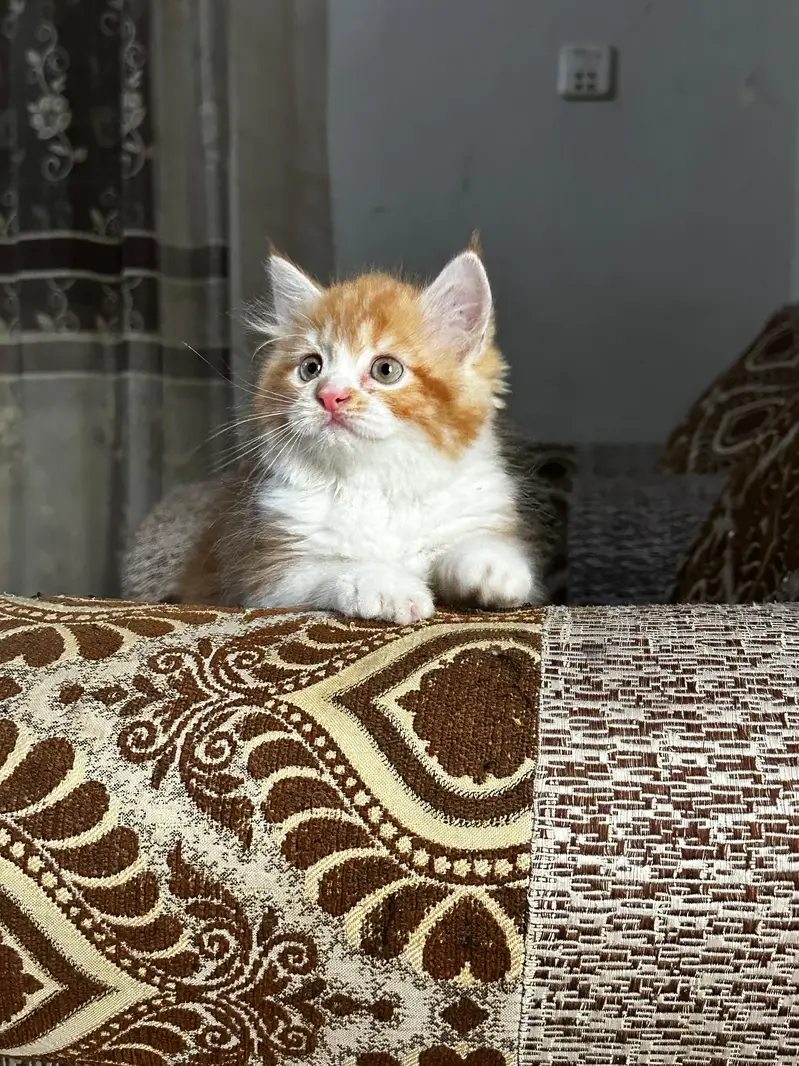 pure Persian kittens — photo 3
