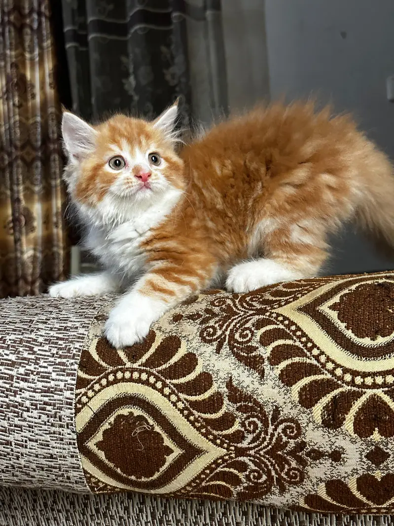 pure Persian kittens — photo 4