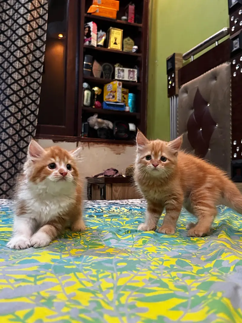 pure Persian kittens — photo 5