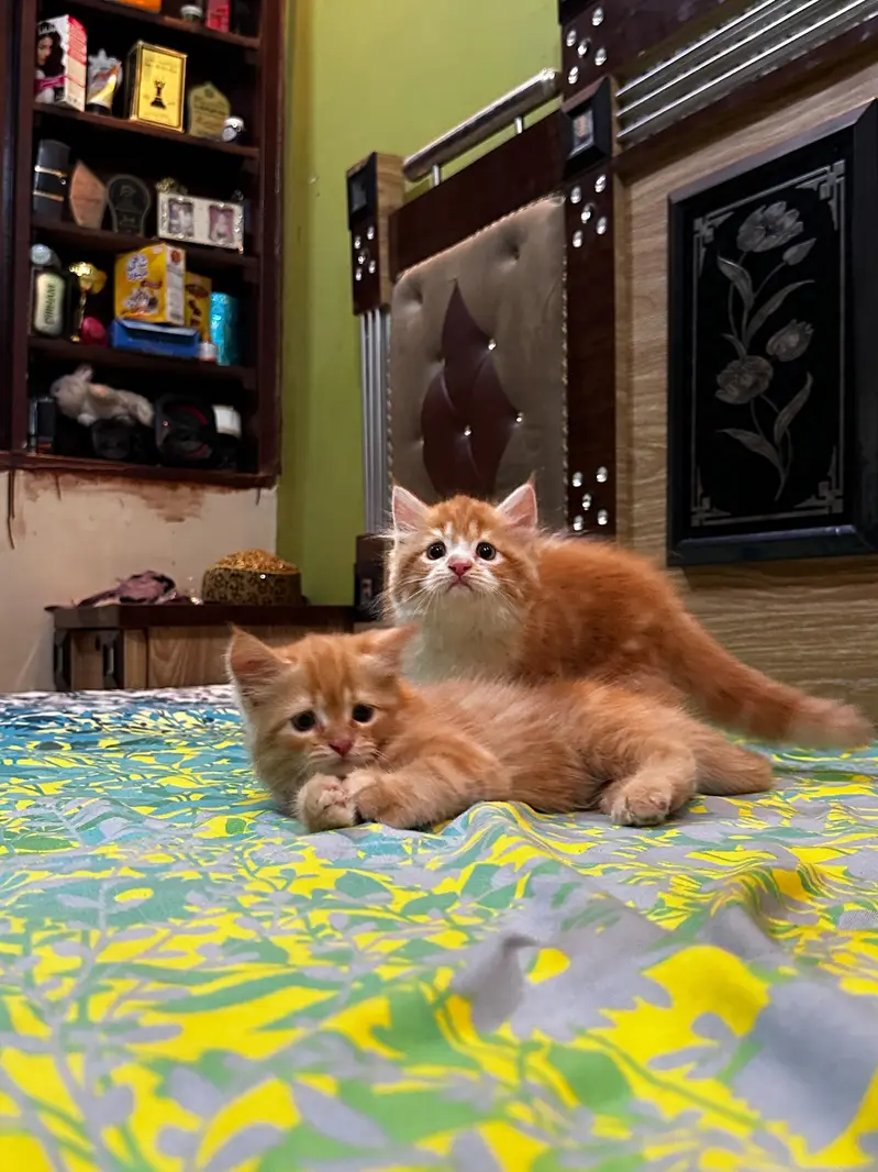 pure Persian kittens — photo 6