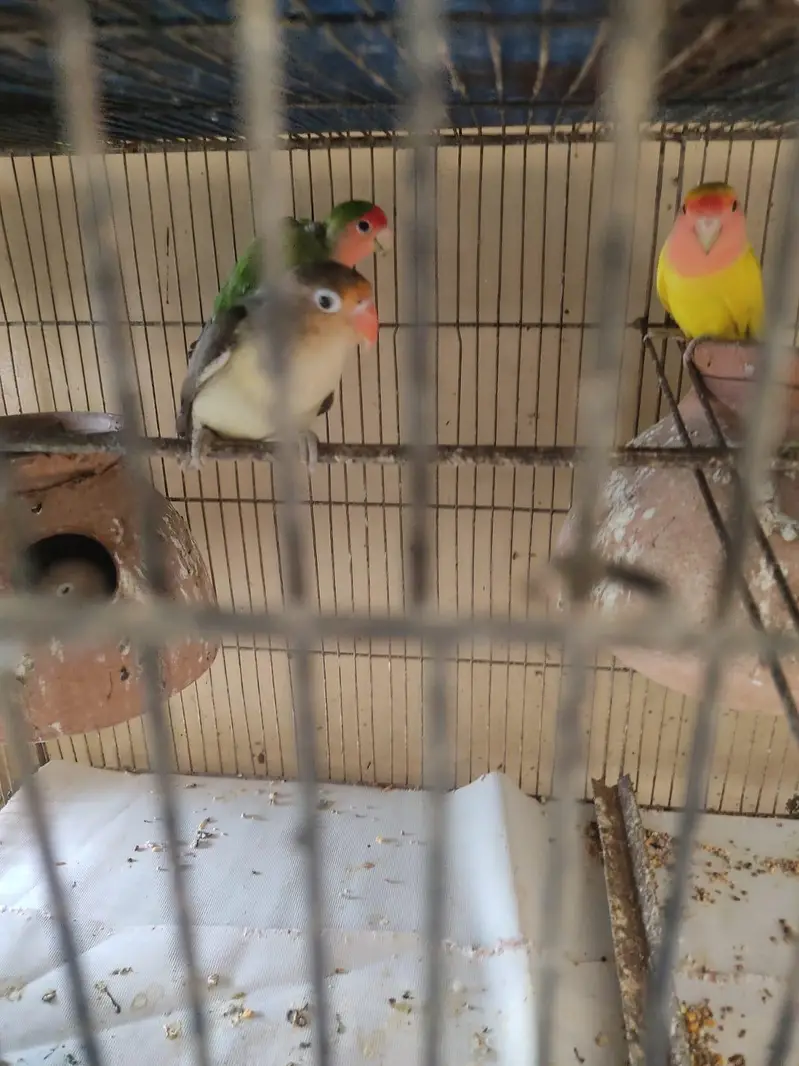 5 pairs and 1 extra female — photo 2