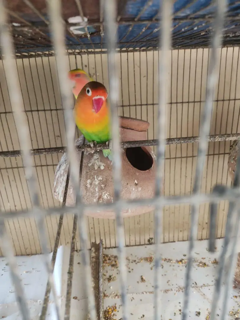 5 pairs and 1 extra female — photo 3