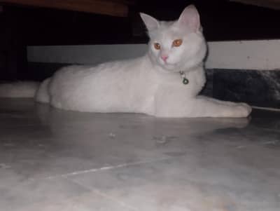 Cat For Sale