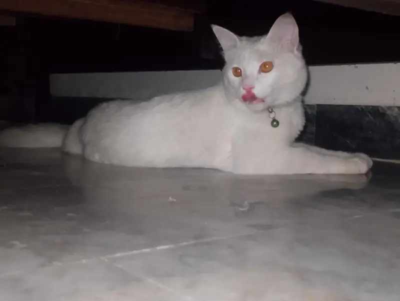 Cat For Sale — photo 2
