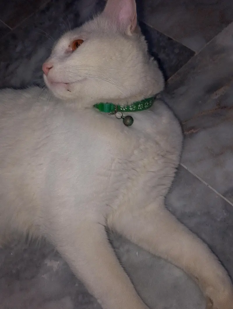 Cat For Sale — photo 3