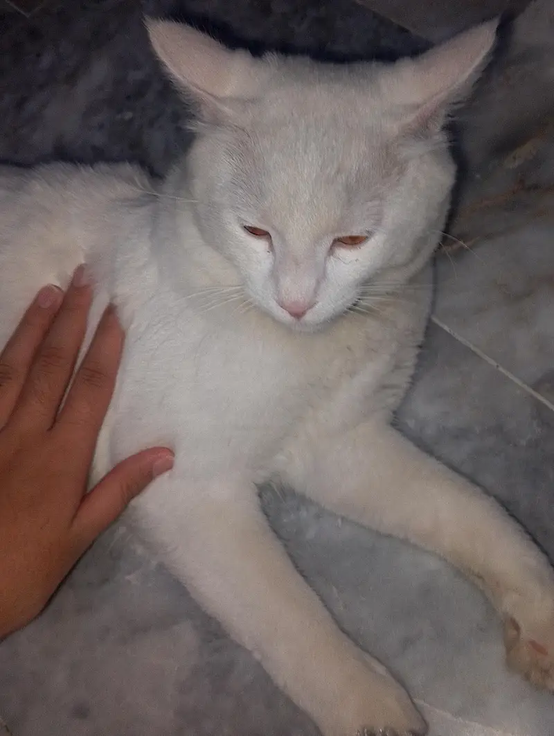 Cat For Sale — photo 5