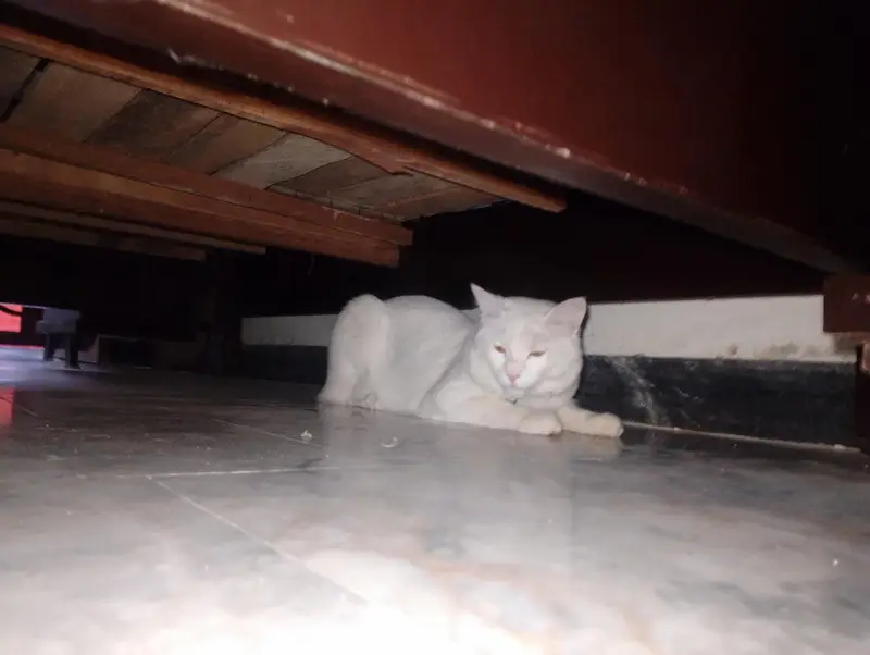 Cat For Sale — photo 6