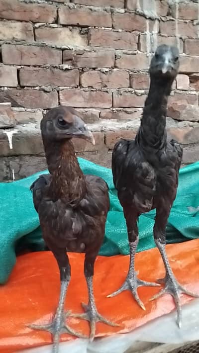 Black dragon pair